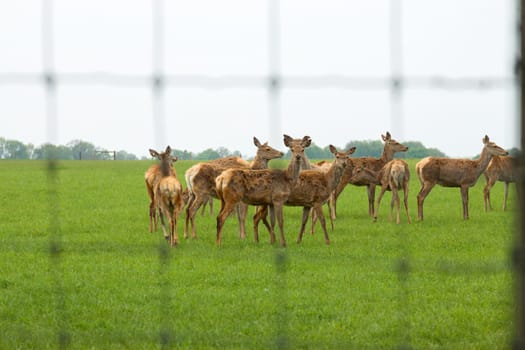 Deer behind a fence intended for food production