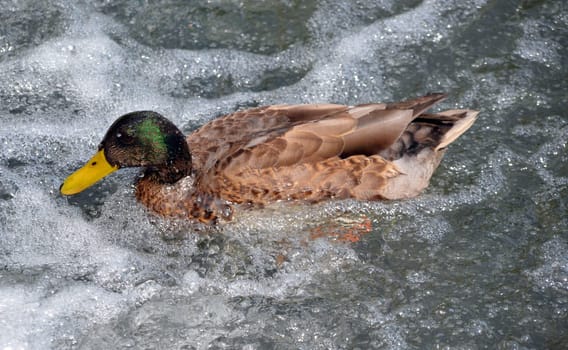 Duck in the wellness bath