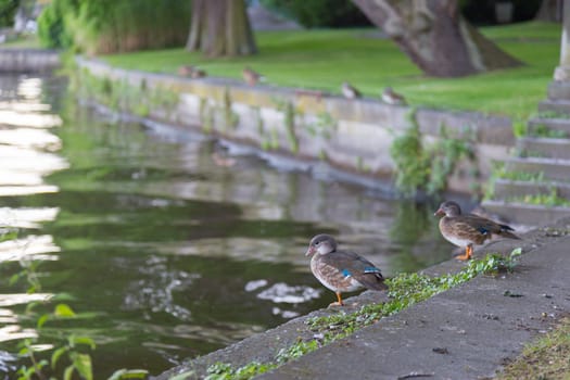 Bride duck couple on the shore wall at the small Wannsee