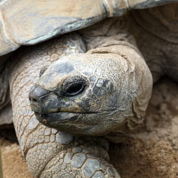 Details of a Aldabra giant tortoise in nature.