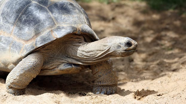 Details of a Aldabra giant tortoise in nature.