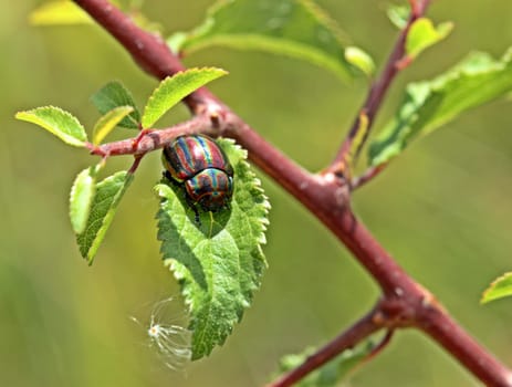 Rainbow leaf beetle (Chrysolina cerealis) on sluice