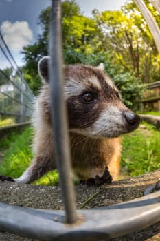 Curious raccoon male comes very close to the fisheye lens.