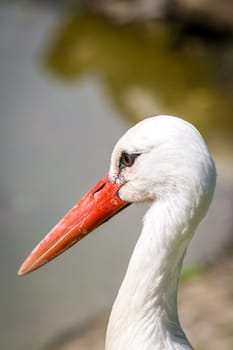 A white stork in close-up in front of a body of water.