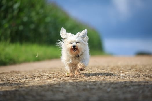 Little white Havanese quickly runs towards the photographer and looks directly into the camera.