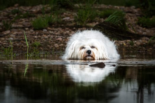 Little white Havanese lies in the water and looks directly into the camera.