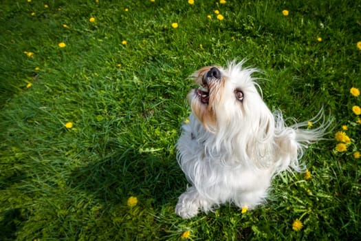 Little white dog looks up and is also up just before the jump.