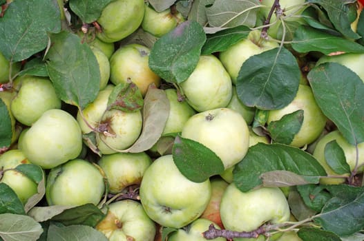 Green apples with leaves as background