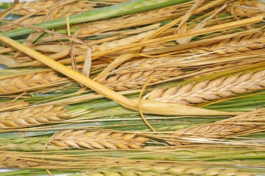 Ripe and green wheat as background