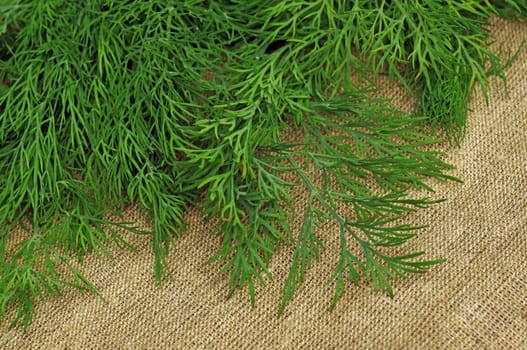 Green dill on the rough fabric as the background