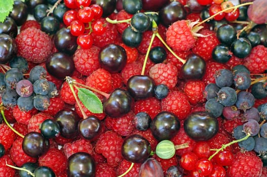 Assorted berries (raspberries, black and red currants, Saskatoon, cherry, gooseberry) as background