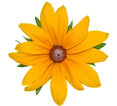 Big yellow flower Rudbeckia closeup isolated on white