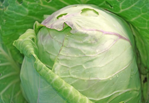 Cabbage in the garden close up as a background