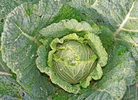 Cabbage in the garden as a background