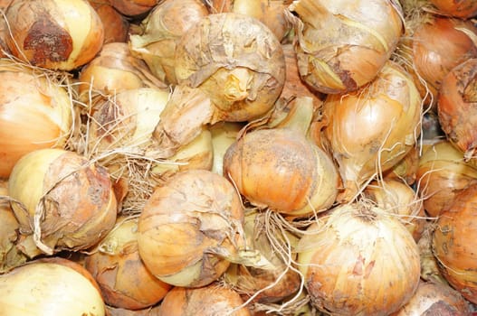 Onions just dug out of the ground close-up