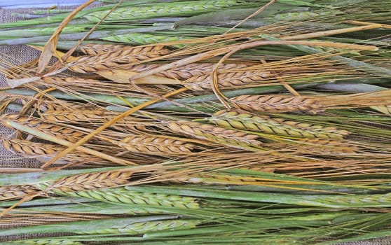 Ripe and green wheat as background