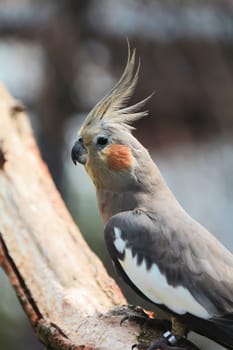 Nymph Parakeet