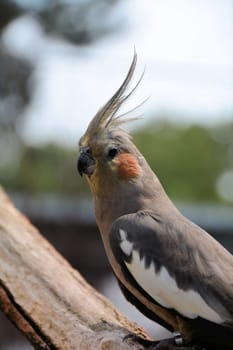 Nymph Parakeet