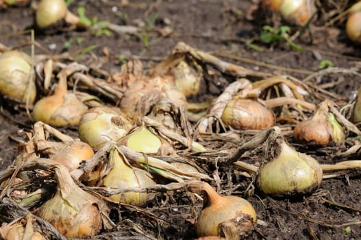 onion