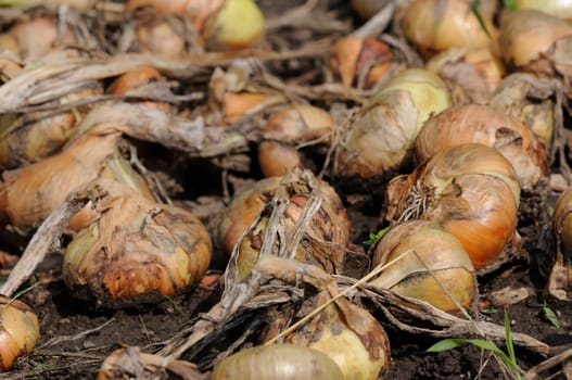 onion