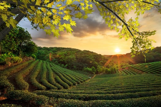 Cup of tea and mint with nice background for adv or others purpose use