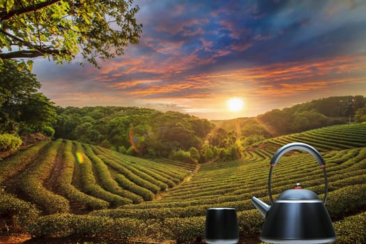 Cup of tea and mint with nice background for adv or others purpose use