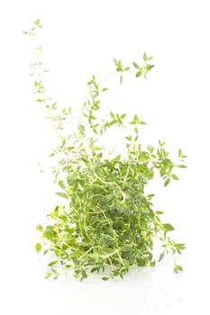 Thyme