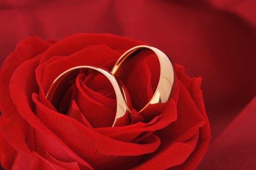 Two golden rings in red rose on red satin background