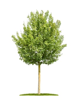 exempted field maple against a white background