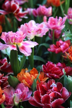 Tulip Sea