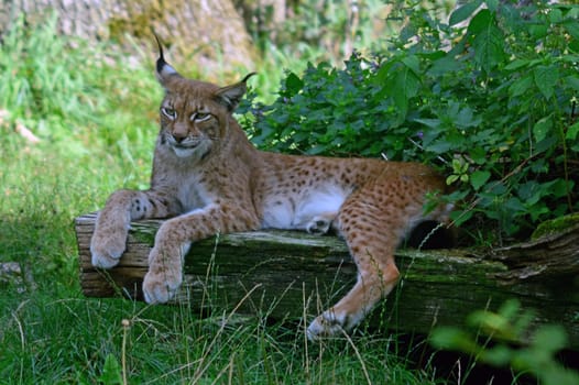 Lynx