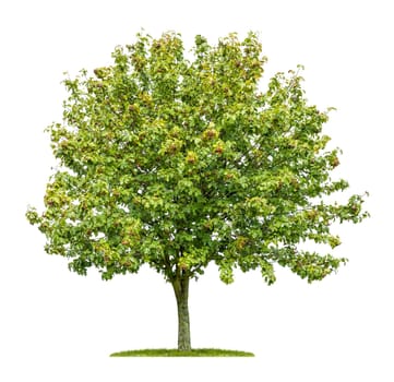 Exempted Elsbeere against a white background