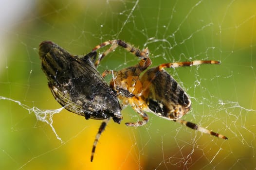 Cross spider spinning a fly
