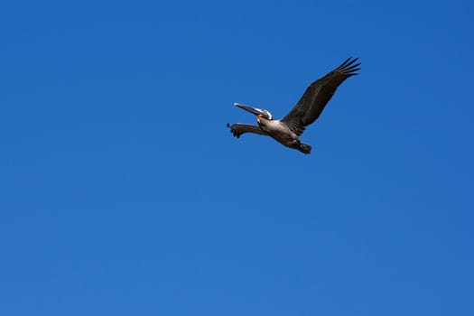 A pelican is soaring above against a clear blue sky.