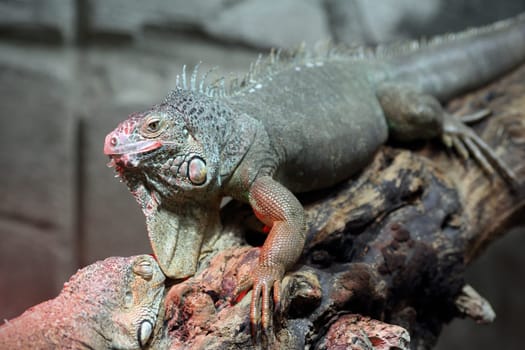 Details of a common iguana or green iguana in captivity.