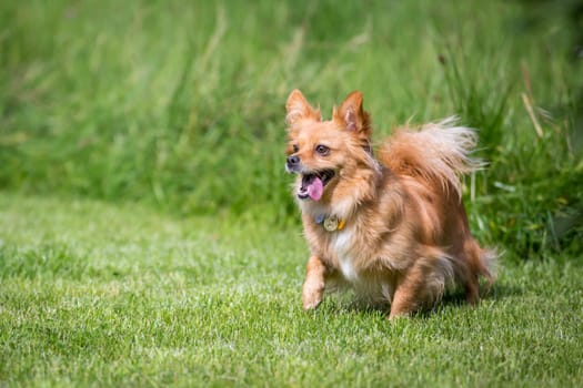 Small brown mixed breed dog looking for a toy.