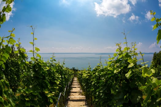 View from a vineyard over the sun-lit Lake Constance.