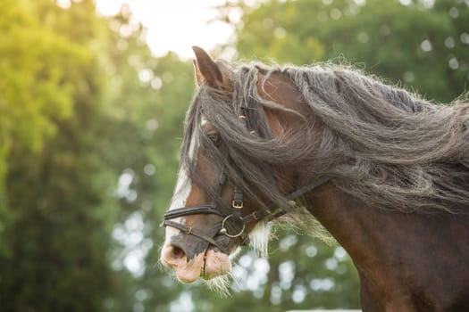Close-up of a Shire Horse in full motion.