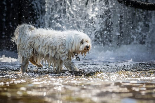 Little white dog walks through the water in the background a small waterfall.
