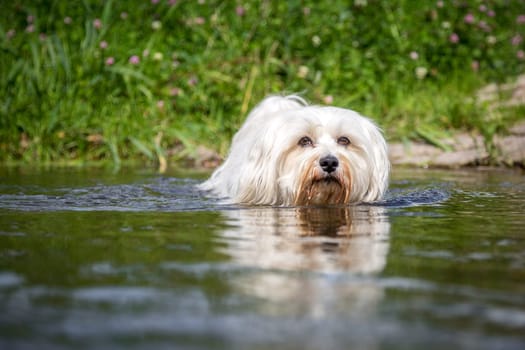 Little White Dog walks directly towards the photographer through the water.