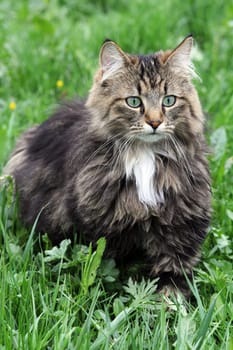 Young Norwegian kitten in the grass