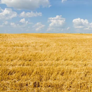 harvest ready farm field