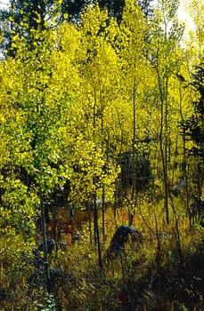 Aspen Trees in Autumn Forest