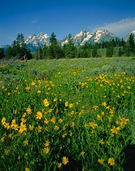 Flower field on Grand Teton