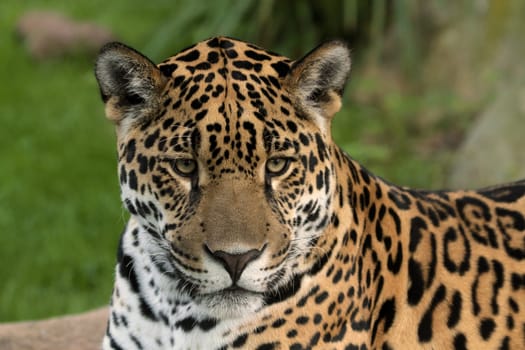 Jaguar