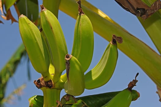 Bananas