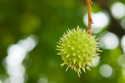 Close-up of a single prickly chestnut fruit hanging from the tree (aesculus hippocastanum)