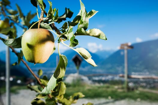 Close-up apples aum tree in front of blurred mountain landscape