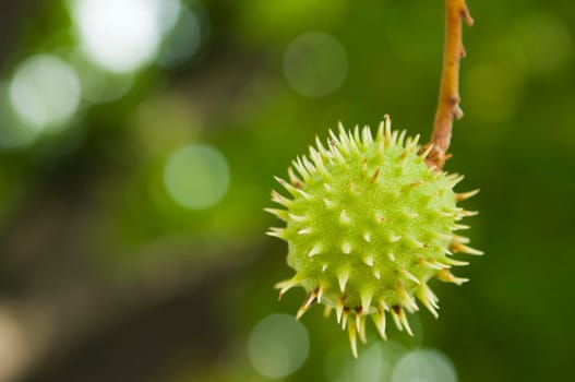 Close-up of a single prickly chestnut fruit hanging from the tree (aesculus hippocastanum)