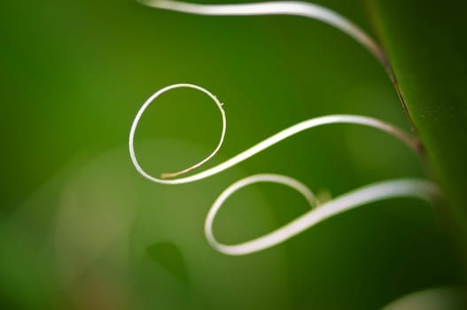 Macro view of circular lyrising plant fibers of an agave